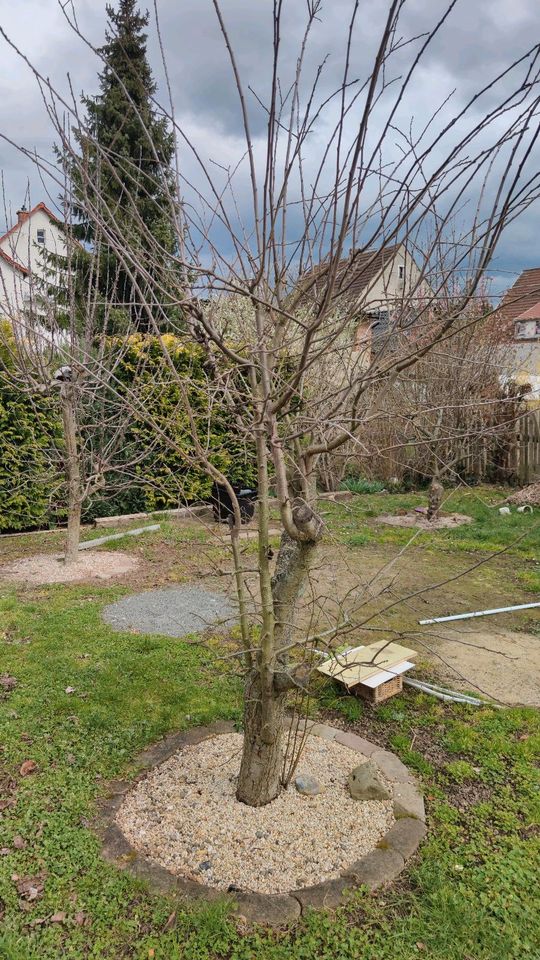 Kirschbaum(Sauerkirsch), Pflaumenbaum und Apfelbaum zu verschenke in Bad Köstritz  