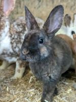 Kleinrex Zwergkaninchen Babies Hessen - Lahntal Vorschau