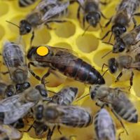 Königin Dunkle Biene Melifera 2024 Niedersachsen - Klein Berßen Vorschau