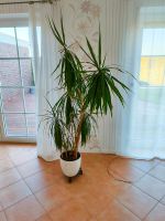 Zimmerpflanze mit Übertopf Niedersachsen - Varel Vorschau