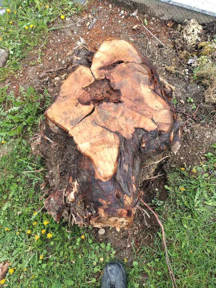 Wurzelstock Apfelbaum in Dillingen (Donau)