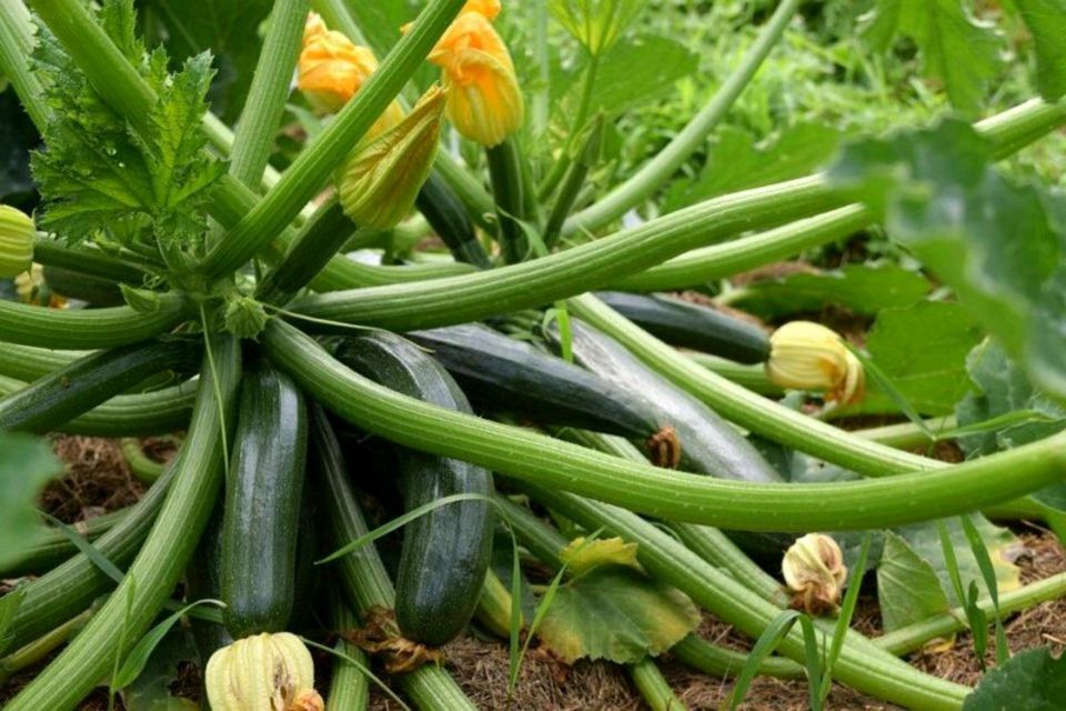 Bio Zucchini "Zuboda" Setzlinge Jungpflanzen Samenfest in Pforzheim