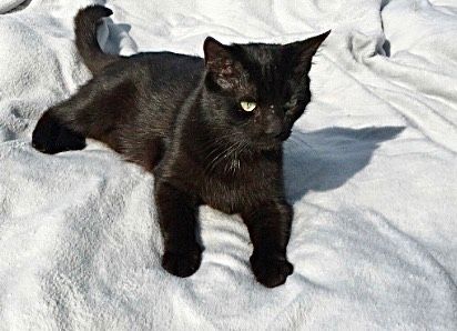 Katze vermisst (schwarz 7.j ,weibl. in Wehrheim