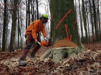 Baumfällungen / Motormanueller Holzeinschlag / Wald / Forst Nordrhein-Westfalen - Havixbeck Vorschau