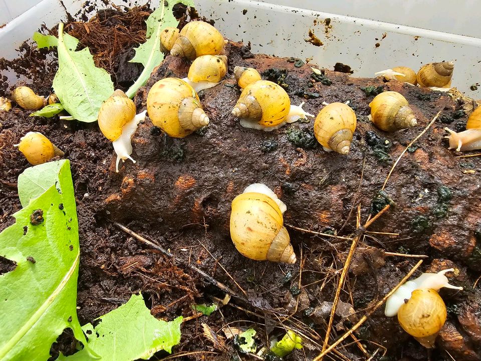 Achatschnecken in Aschersleben