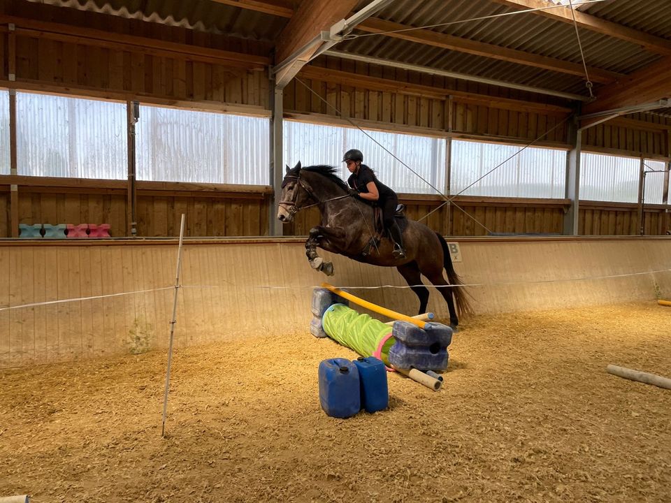 Biete mobilen Reitunterricht und Beritt in Eppingen