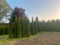 Thuja Smaragd Bayern - Günzburg Vorschau