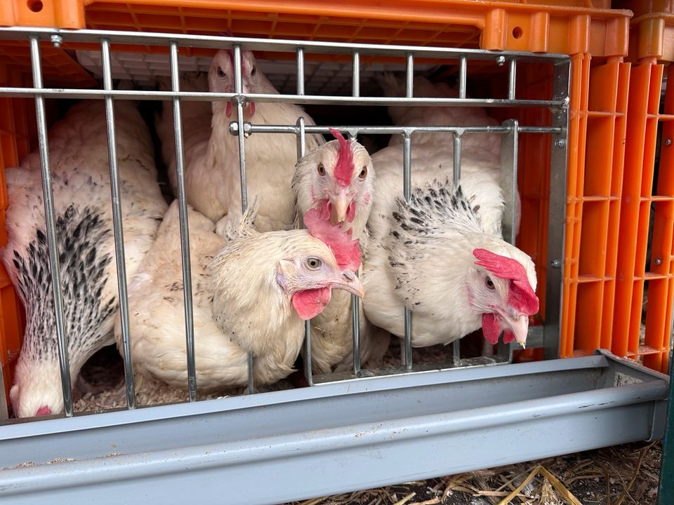 Landhandel Rupp Geflügelverkauf  Blumenhühner, Maran usw. Hennen in Framersheim