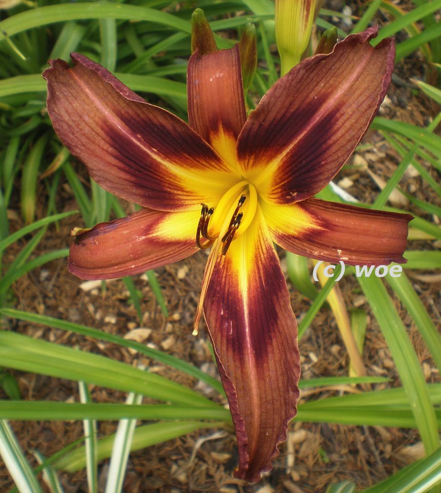 Hemerocallis Taglilie " Brown Witch " 3 Fächer in Köln