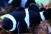 Amphiprion ocellaris Black Meerwasser Nordrhein-Westfalen - Greven Vorschau