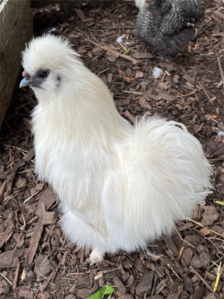 Seidenhuhn Hahn (Seidenhahn Seidenhühner) in Lage