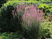 Teichpflanze ( Lythrum salicaria ) Blut Weidrich Hessen - Runkel Vorschau