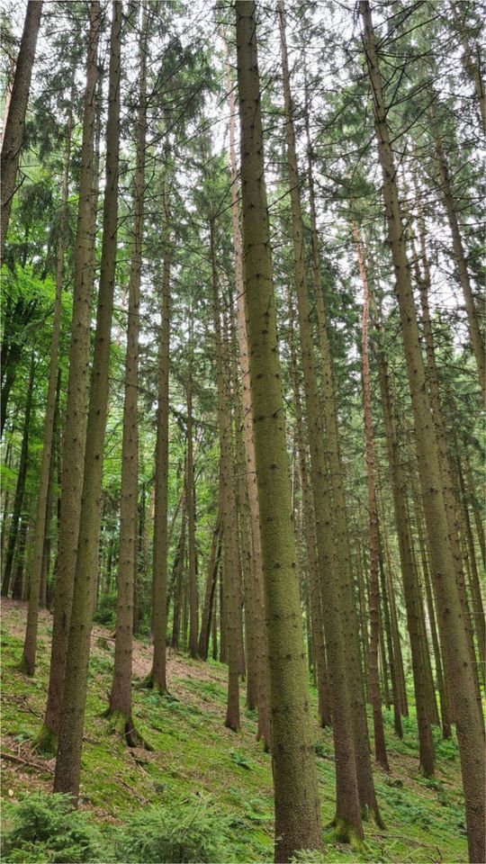 Waldgrundstück Wald Holz in Kühbach