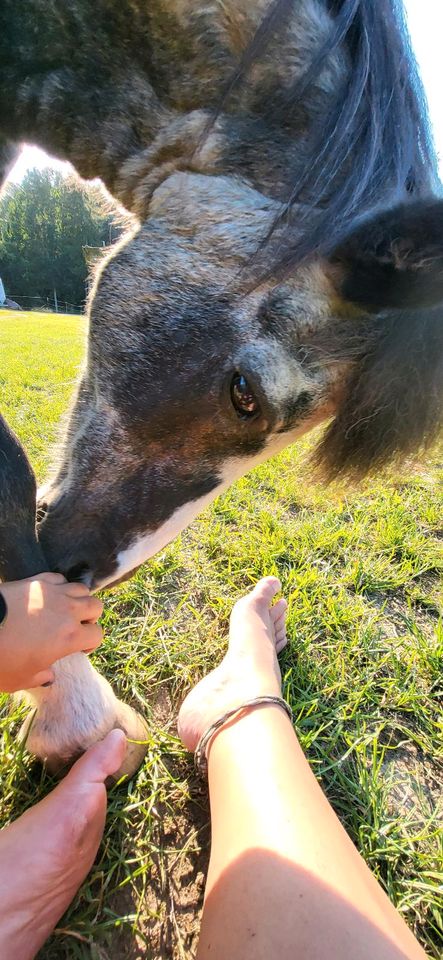 Rentnerpferde und Beisteller aufgepasst....das ist für EUCH ❤️ in Geesthacht