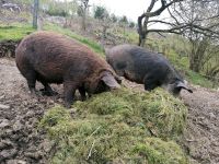 Wollschweine gedeckt vom Iberico Eber Nordrhein-Westfalen - Bad Berleburg Vorschau