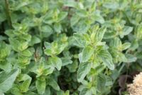 Oregano (Wilder Majoran) abzugeben Bayern - Oberleichtersbach Vorschau