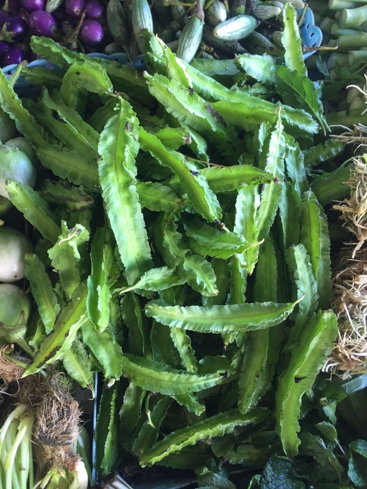 Flügelbohne Goabohnen Winged Bean Thua Plu Goa in Frankfurt (Oder)