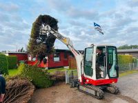 Heckenentfernung Hecke ausbaggern Wurzeln Minibagger Buchsbaum Niedersachsen - Osterholz-Scharmbeck Vorschau