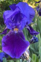 Iris TB, Schwertlilie Tintenblau Niedersachsen - Warberg Vorschau