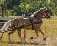 Einspännerset, warmblut, ZilcoGB Einspänner Komplettes Baden-Württemberg - Bitz Vorschau