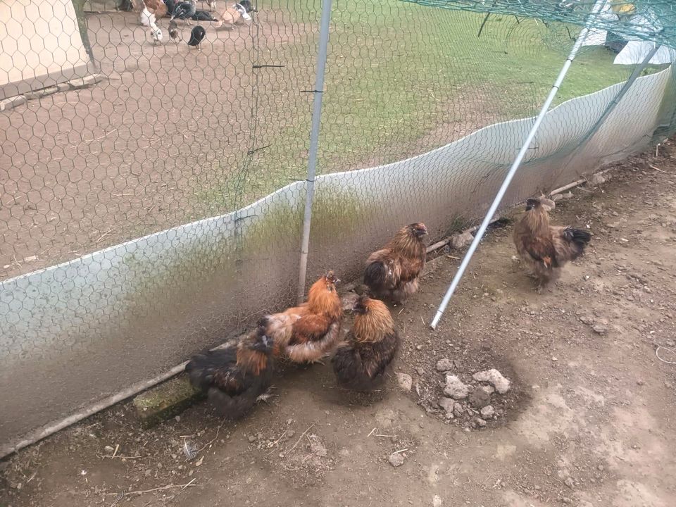 Verkaufe junge Seidenhühner Hähne in Blumenholz