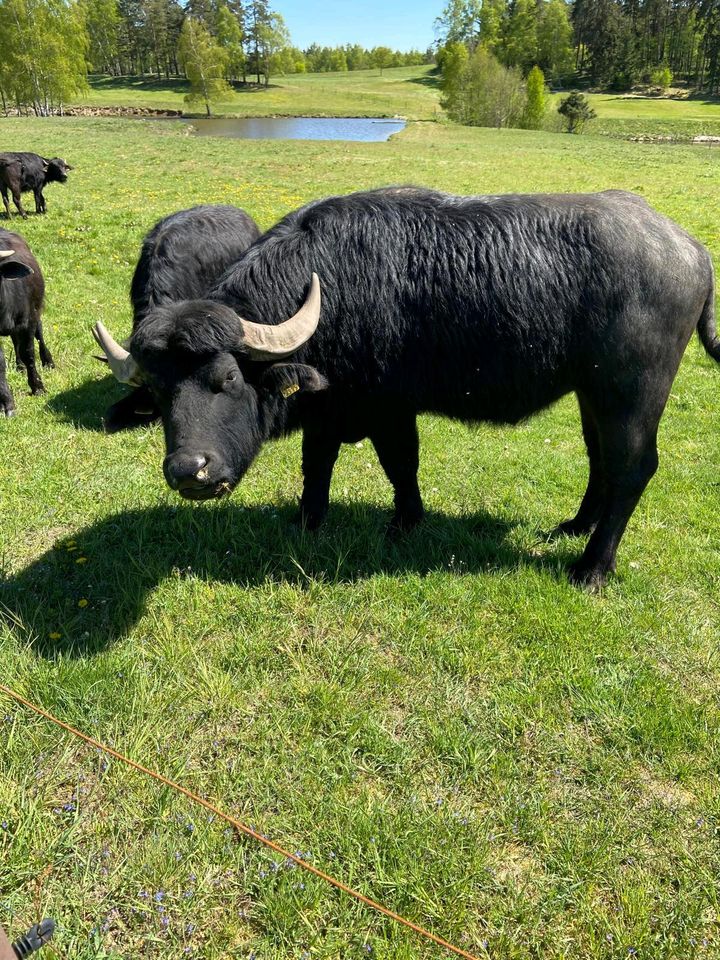 Büffel, Kalb, Wasserbüffel, Rinder in Bad Brambach