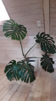 Monstera - Fensterblatt - Zimmerpflanze - 120 cm hoch Schleswig-Holstein - Niesgrau Vorschau