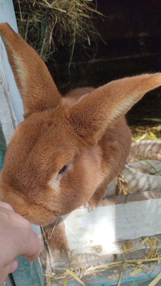 Reinrassige Rote Neuseeländer - Kaninchen - zu verkaufen in Glauchau