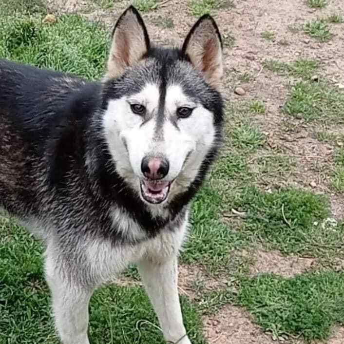 Aika - Huskyhündin sucht ihr zu Hause in Bremervörde