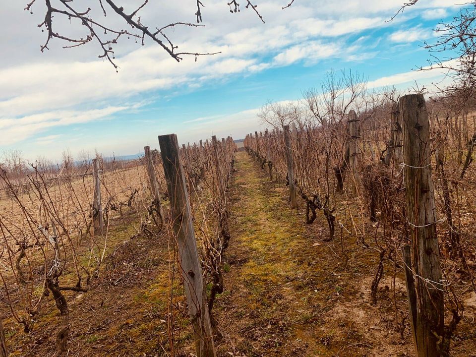 Grundstück Ungarn Balaton Plattensee Ferienhaus Weinberg Haus in Neckarsulm