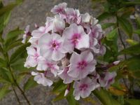 hoher PHLOX weiß rosa Flammenblume winterharte Beetstaude Hessen - Burghaun Vorschau