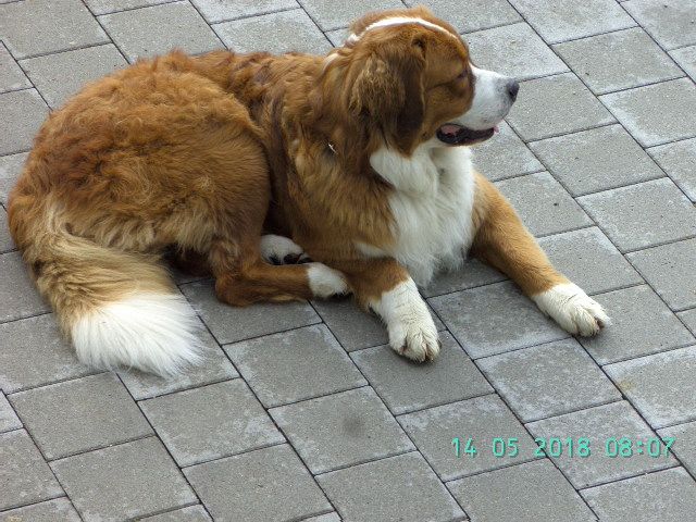 Hundebetreuung in Kammerstein