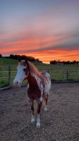 Reitbeteiligung auf Westernpferd zu vergeben Baden-Württemberg - Dischingen Vorschau