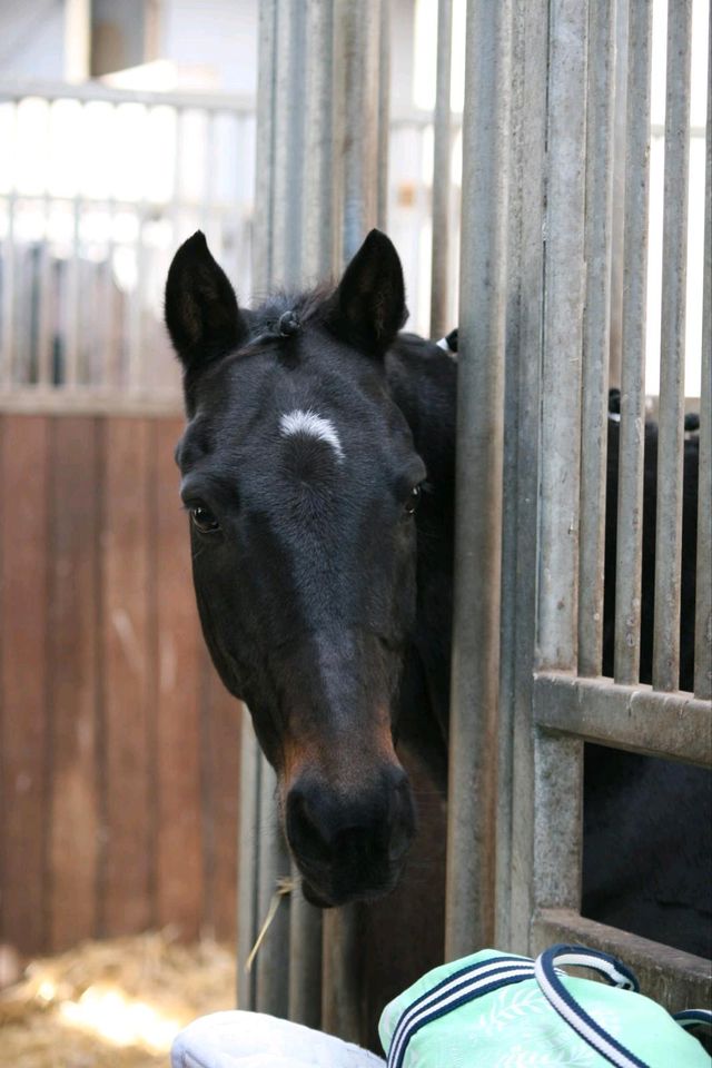 Zuverlässiges Pony für Anfänger und Fortgeschrittene in Burgdorf