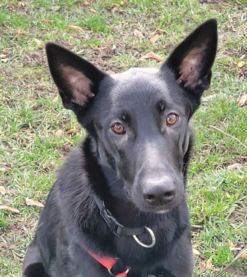 Schäferhund Alani – Lady in Black sucht dringend ein Zuhause! in Achern