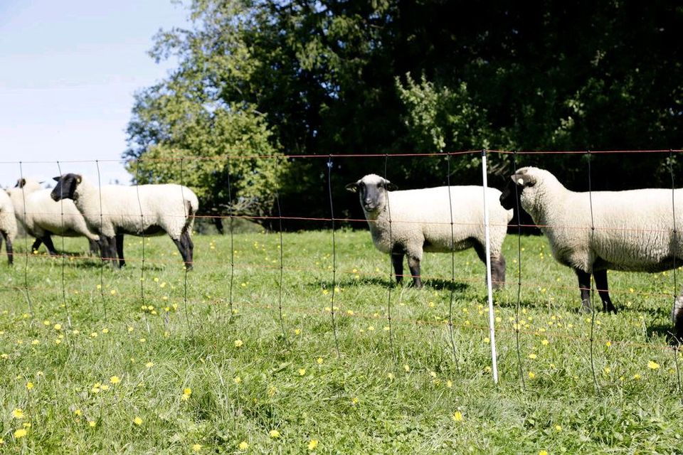 Abverkauf! Schafzaun 90cm, 108cm - Staffelpreise, Schafnetze in Engelsberg