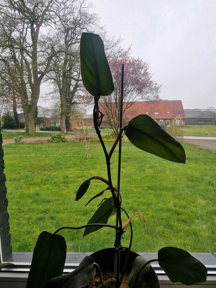 Philodendron Red Emerald verschiedene Ableger im Topf in Hoogstede