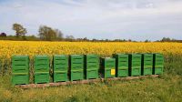 Bienen Ableger mit jungen F1 Buckfastkönigin Nordrhein-Westfalen - Drensteinfurt Vorschau
