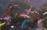 Endlerguppys in Gruppen Aquarium Kiel - Pries-Friedrichsort Vorschau