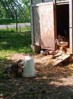 Hausenten Laufenten Mix, küken, Entenküken Mecklenburg-Vorpommern - Altenhof (bei Röbel) Vorschau