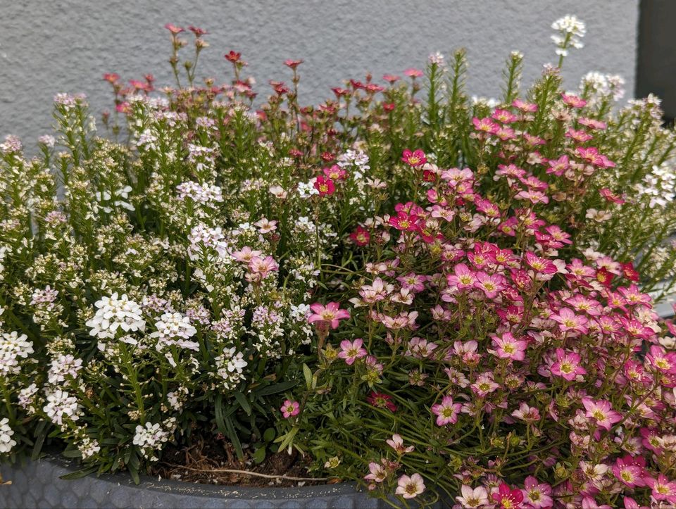 2x Immergrüne Schleifenblume+ 2x Rasen Steinbrech in Waldshut-Tiengen