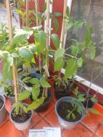 Tomatenpflanzen, Tomaten Pflanzen Krim, russische Pflaume Nordrhein-Westfalen - Viersen Vorschau