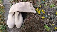 Palladium Stiefel Wildleder beige Gr 39 Bayern - Mühldorf a.Inn Vorschau
