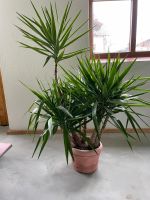Yucca Palme im Kunststofftopf Bayern - Weibhausen Vorschau