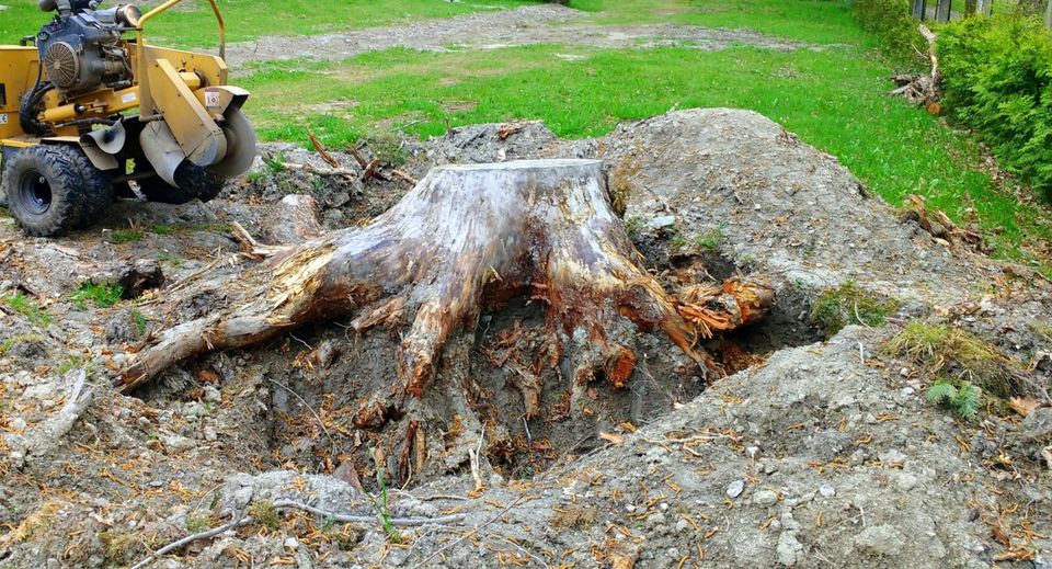 Stubbenfräsen Baumstumpf entfernen Wurzel fräsen in Bad Brambach