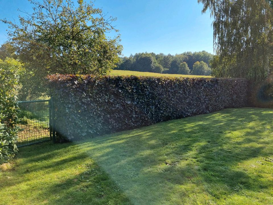 Gärtner. Biete Arbeiten rund ums Haus, Hof und Garten an in Saarbrücken