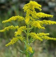 Kanadische Goldrute (Solidago canadensis) gelbe Blüte Rheinland-Pfalz - Koblenz Vorschau