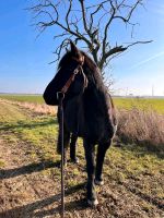 Pferd Wallach zu verkaufen Brandenburg - Rheinsberg Vorschau