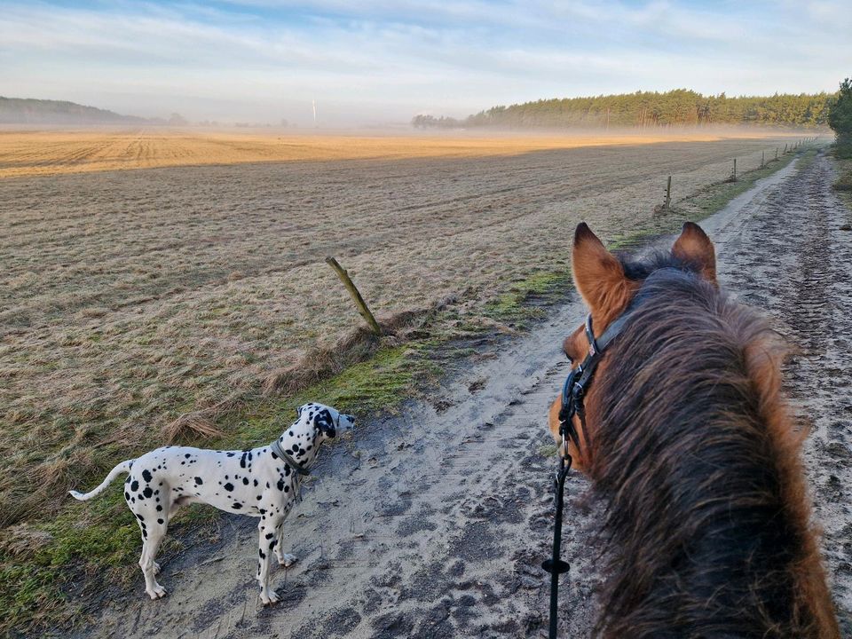 Reitunterricht auf dem Reitplatz und auch im Gelände in Weißkeißel