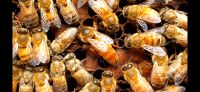 Bienenvölker Nordrhein-Westfalen - Vlotho Vorschau